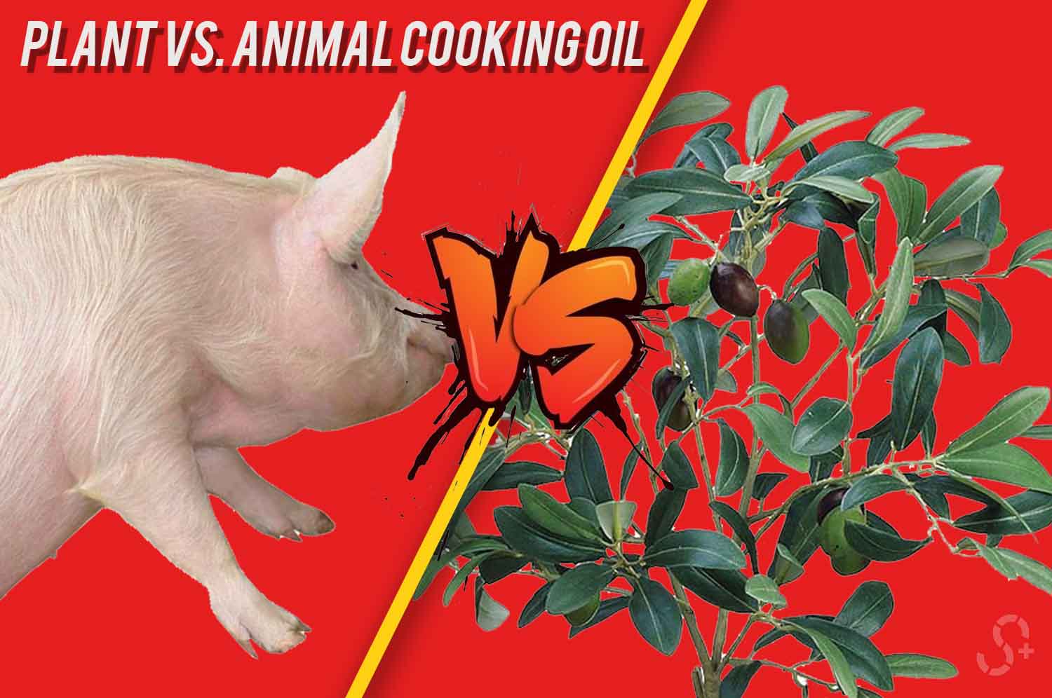 Animal VS Vegetable Cooking Oil [Helpful Guide With Chart] - Simple  Lifesaver